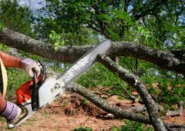 Best Emergency Tree Removal  in Central City, IL