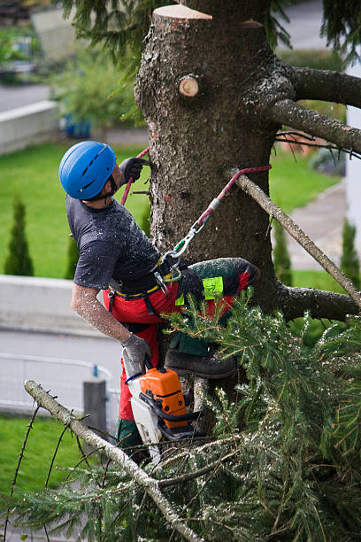 Best Commercial Tree Services  in Central City, IL