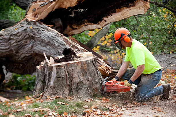 Best Utility Line Clearance  in Central City, IL