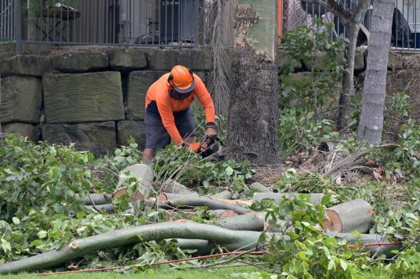 Tree and Shrub Care in Central City, IL