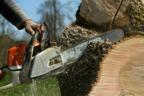 Best Stump Grinding and Removal  in Central City, IL